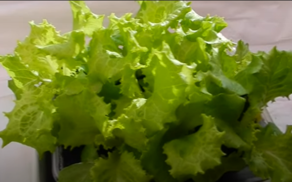 Как вырастить салат в домашних условиях