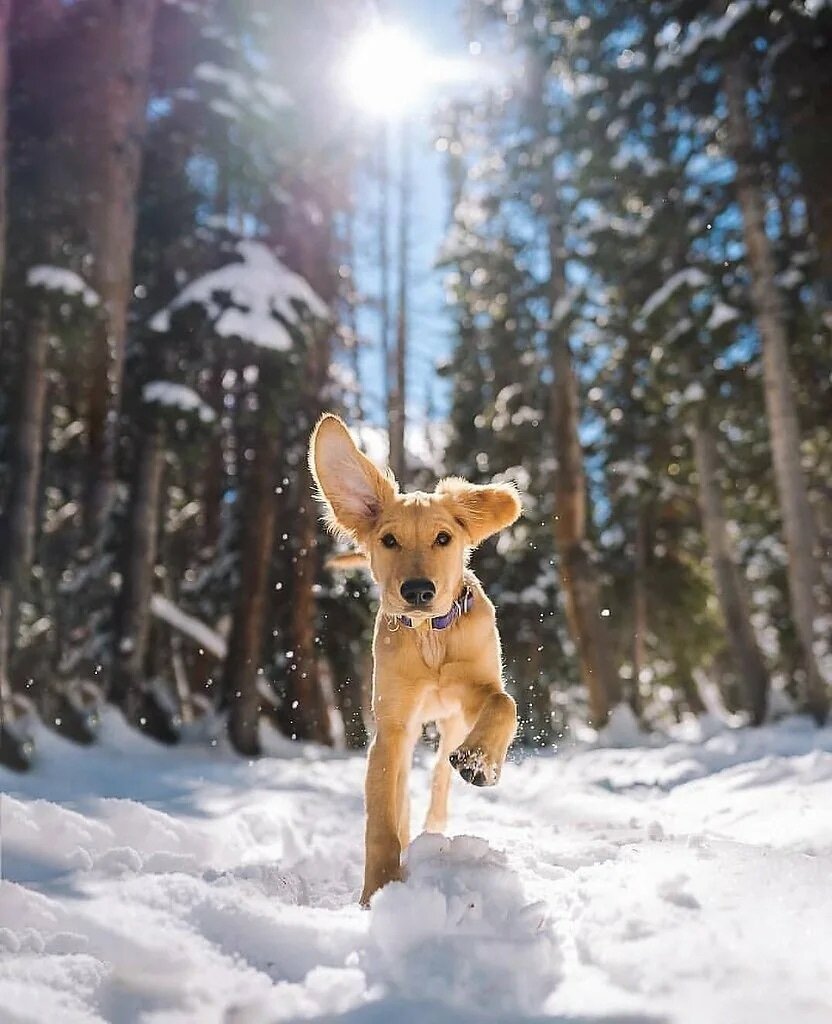 Примерно так. С просторов интернета 