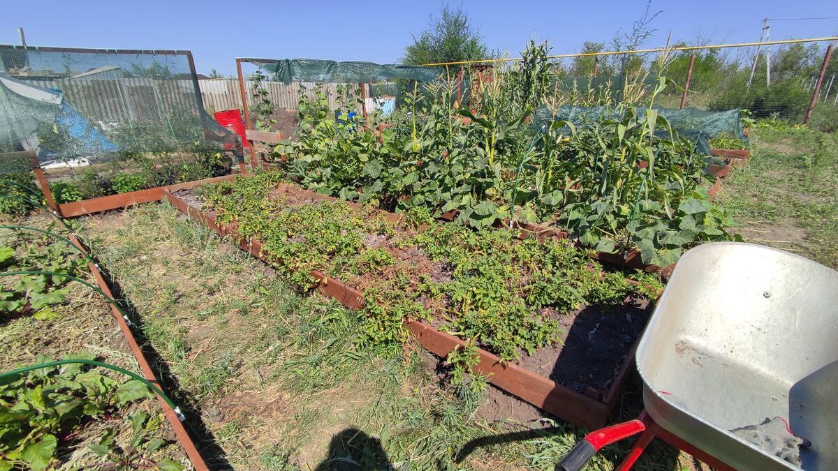 картофан готов к сбору!