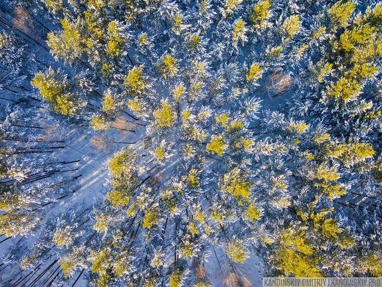    Фото: Дмитрий Кандинский / vtomske.ru
