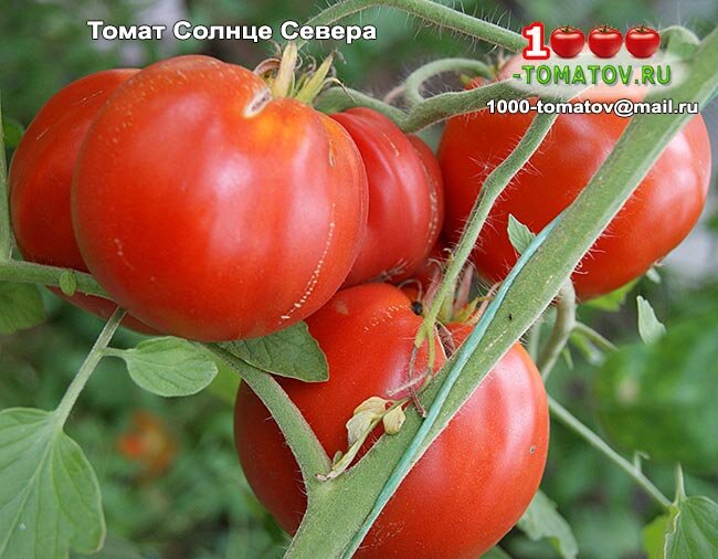 Томат Солнце Севера Sun North  фото 2