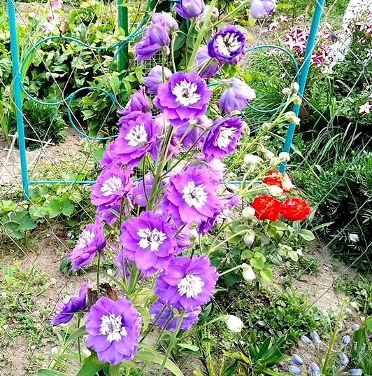 Дельфиниум многолетний. Фото автора.