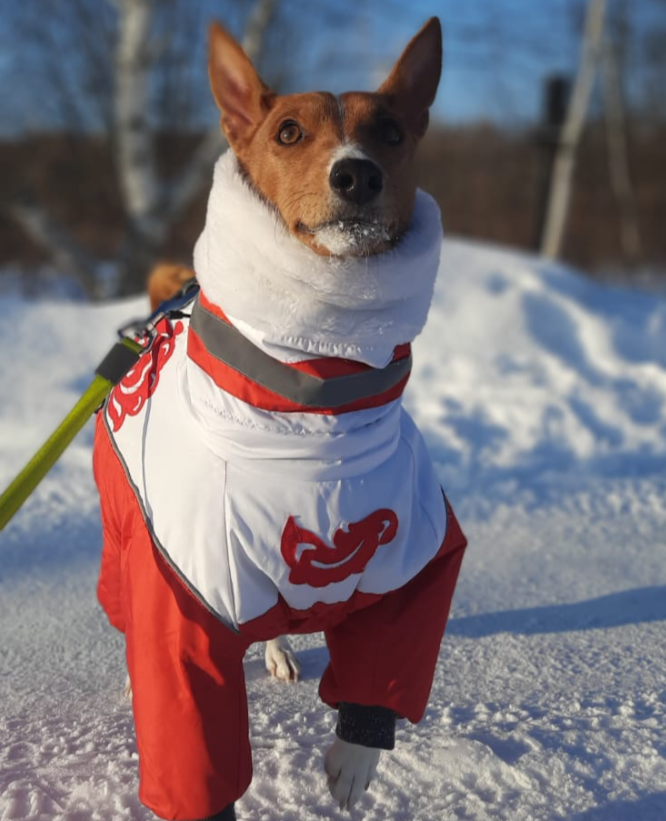 Одежда для басенджи