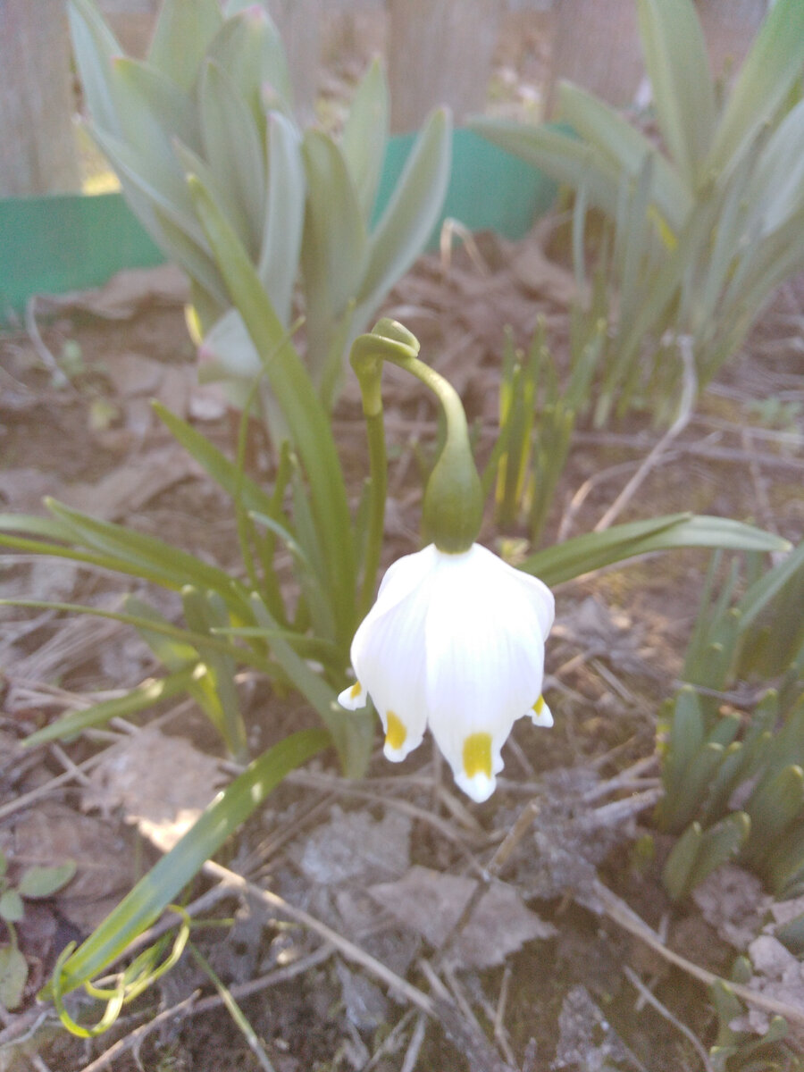 Белоцветник весенний