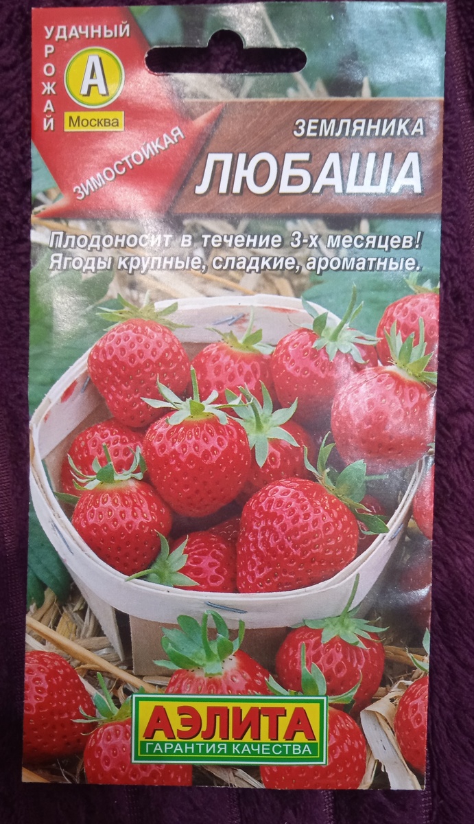 Ремонтантная земляника любаша