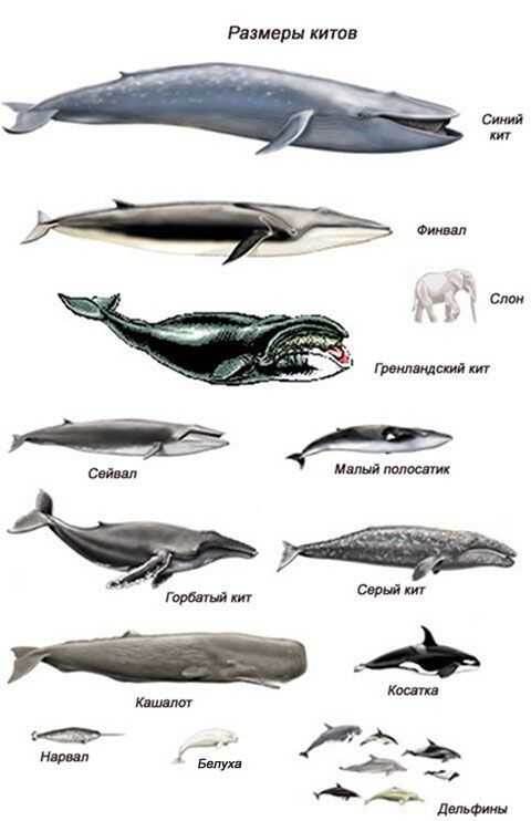 Размеры китовых.