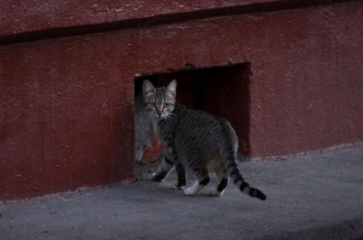    Скандальную выставку кошек в Сыктывкаре организовала фирма без лицензии