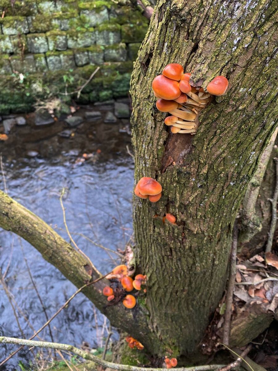Flammulina velutipes
