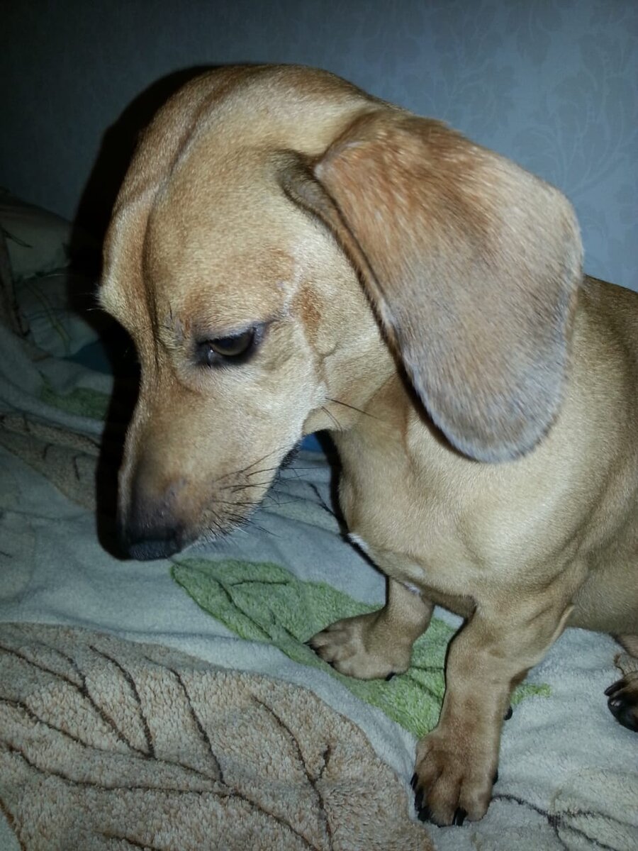 Не виноват я,это она меня соблазнила,гадина.