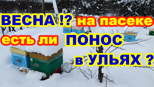 ВЕСНА на ПАСЕКЕ а Не ПОХОЖЕ ! ЕСТЬ ЛИ ПОНОС в УЛЬЯХ ? Весенний осмотр ульев !