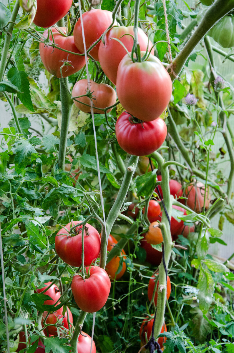 поспевают томаты