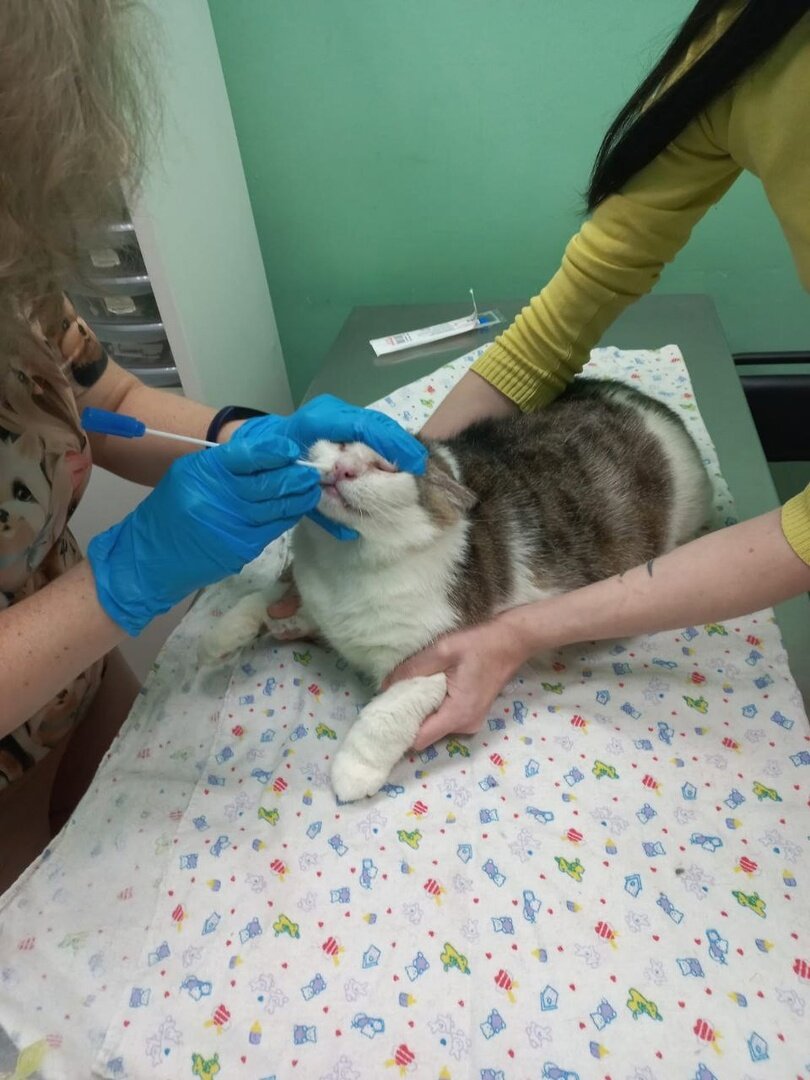 Фома у доктора