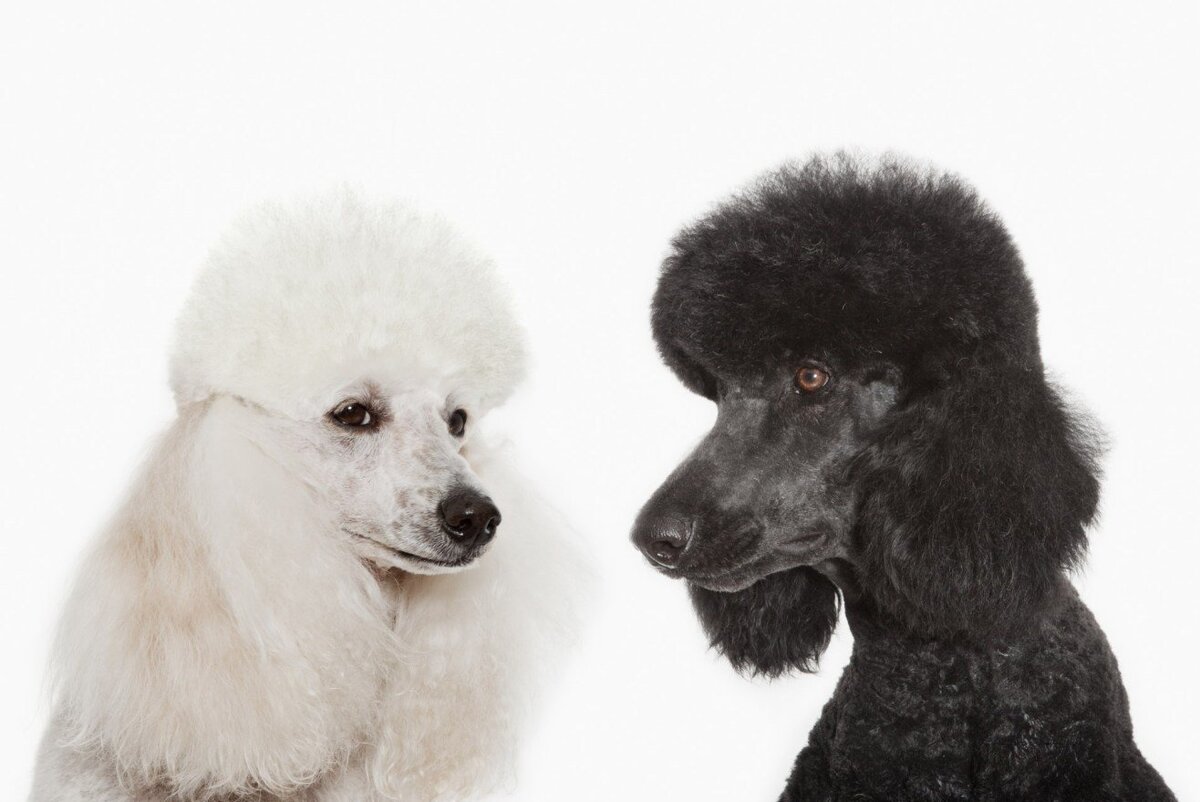 Из интернета