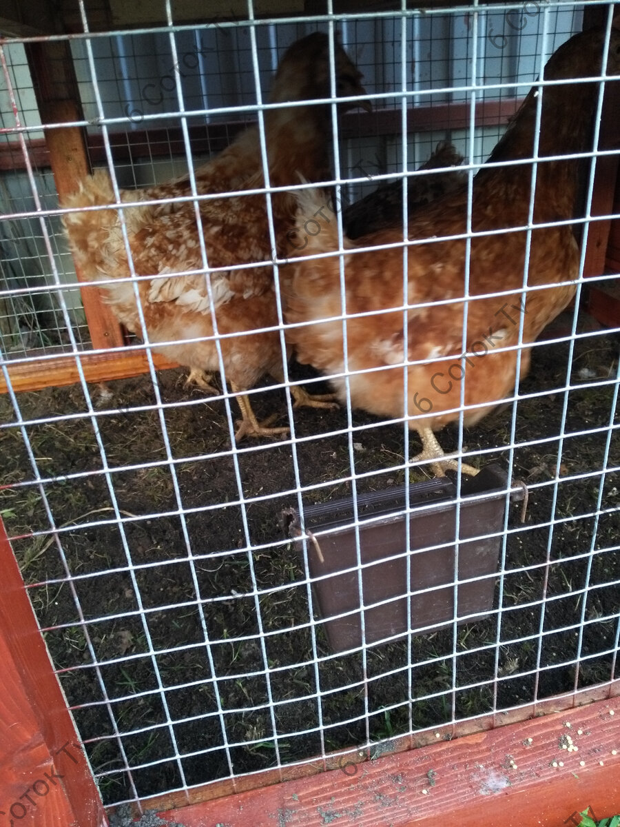 Ломан Браун. Молодки