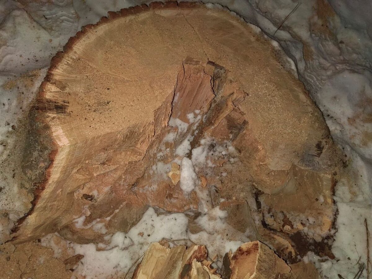    В Бузулукском бору 45-летний мужчина спилил два черешчатых дуба почти на 2 млн рублей Кристина Просвиркина