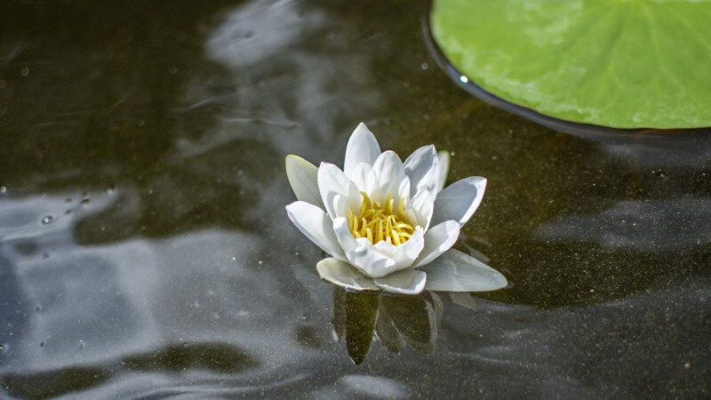     Кувшинка. Цветок СС0