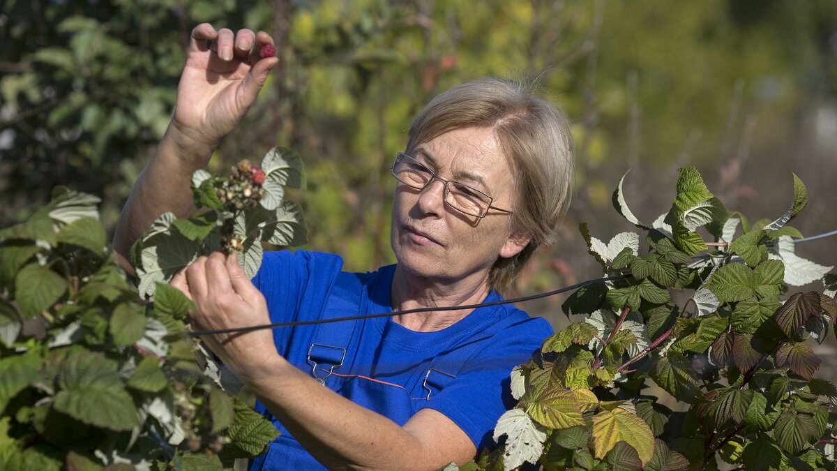    Как правильно ухаживать за малиной