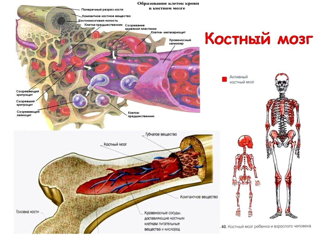 Где находится костный мозг у человека картинки