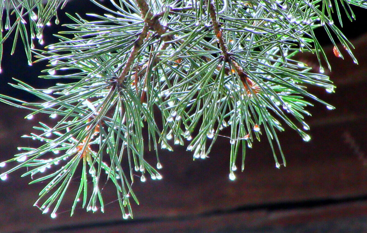 После дождя...