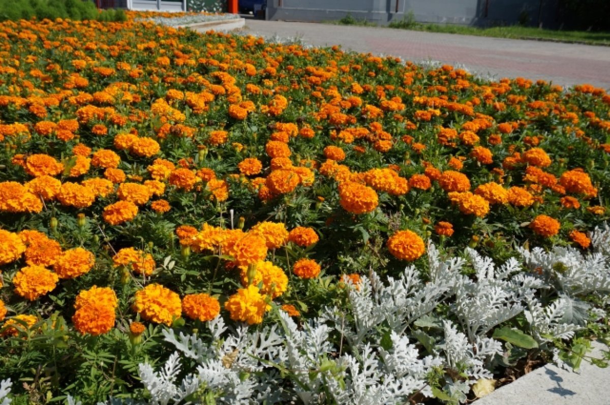    Вместо парковки у ТРК «Семья» в Перми могут разбить парк культуры и отдыха