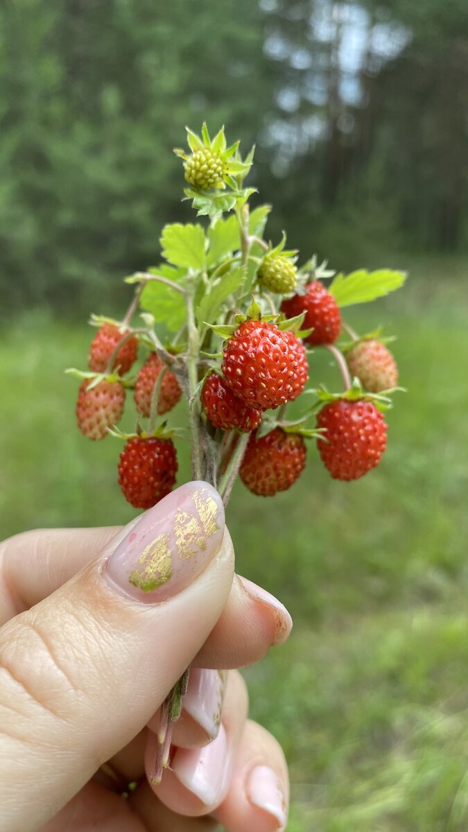 Земляника лесная фотографии