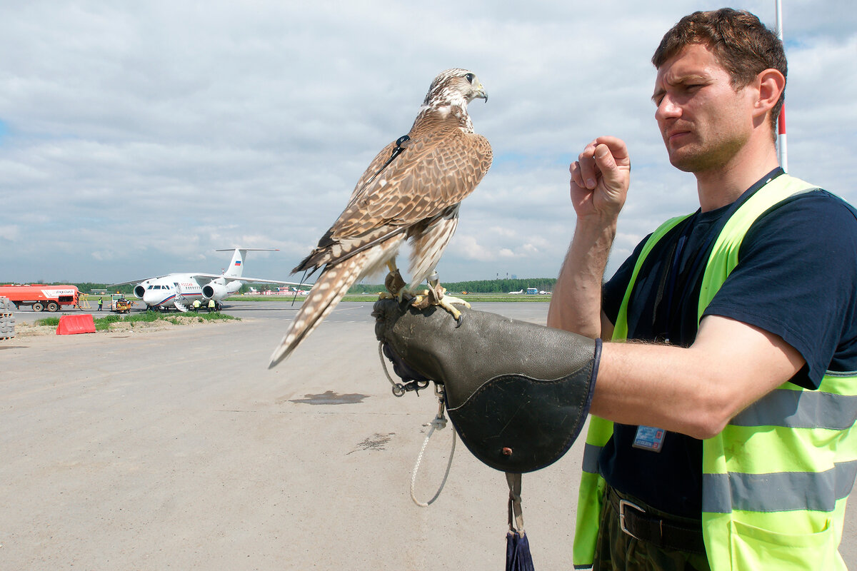 Сотрудник орнитологической службы аэропорта Пулково с птицей-помощникомФото: © Alexey Smyshlyaev / Shutterstock / FOTODOM
