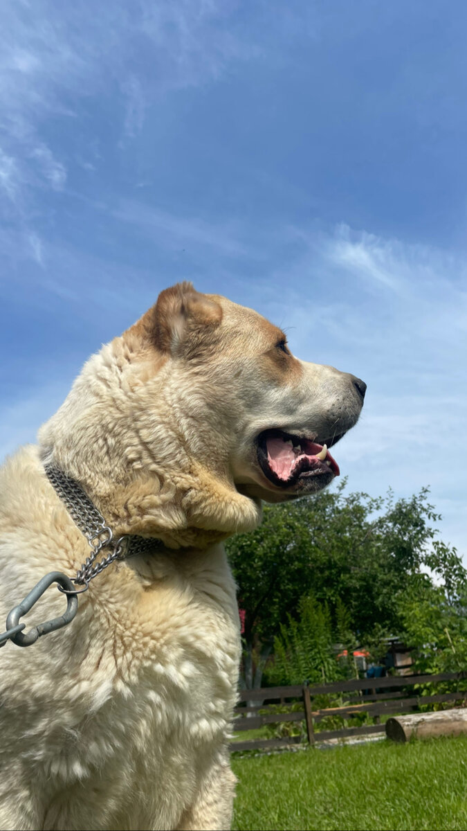 Среднеазиатские овчарки (САО) – собаки с богатой историей, перебравшиеся с африканского материка на берега Евразии. 
Рассмотрим историю и предназначение алабаев, а также разберемся, что официально числится их исторической родиной.