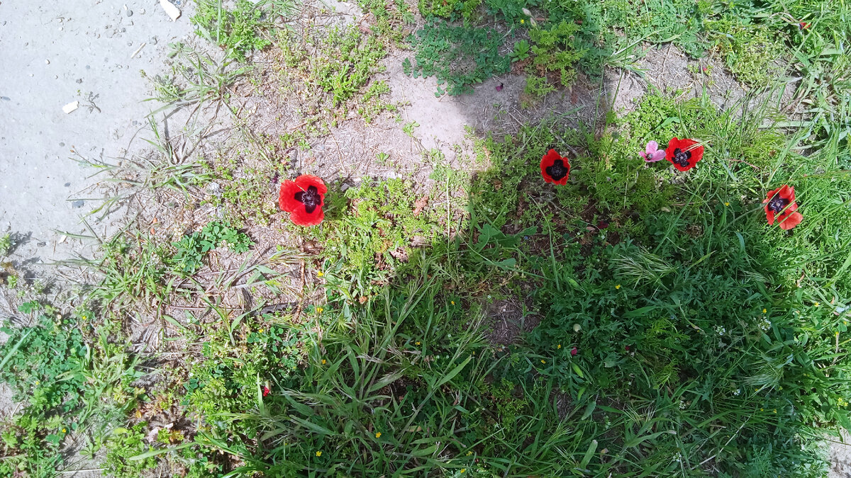 Это просто полевые маки. К даче отношения не имеют