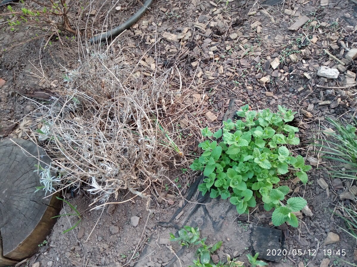 Лаванда и Котовник Фассена в мае. Фото Загородные идеи.