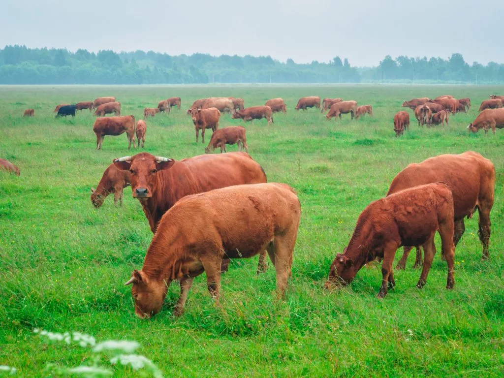 яндекс фото