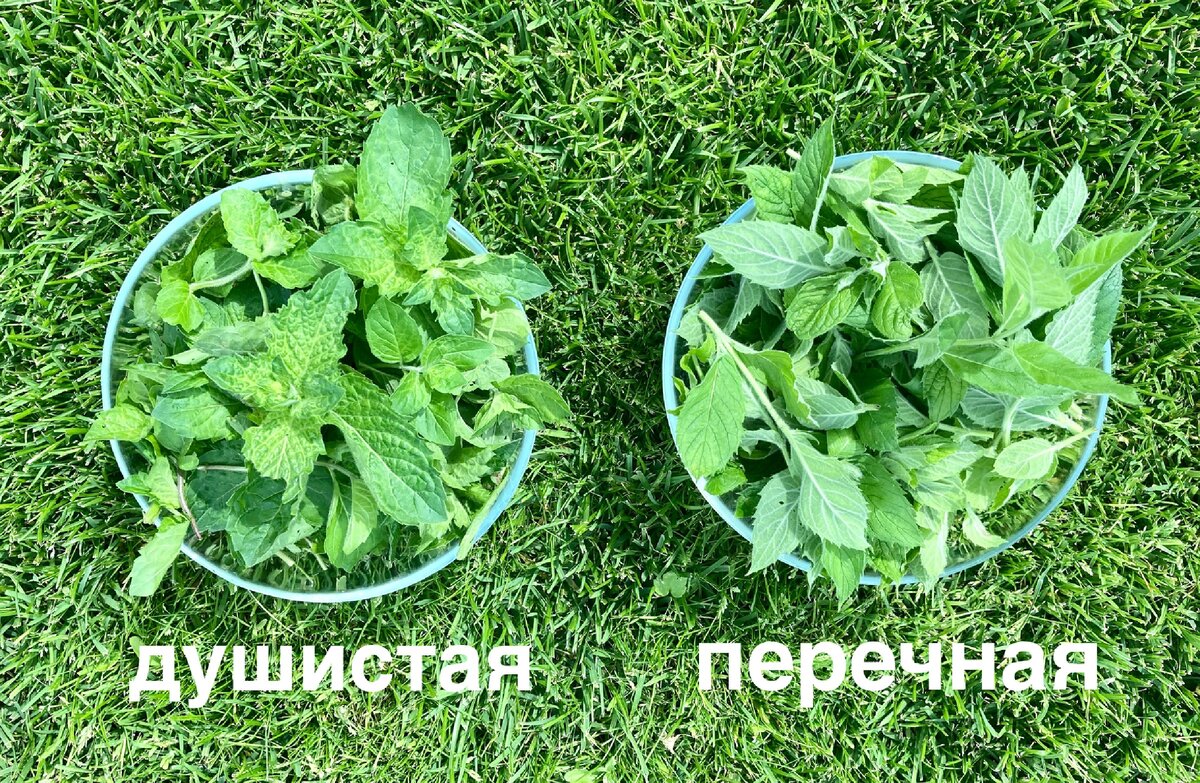 Свежая мята - душистая и перечная