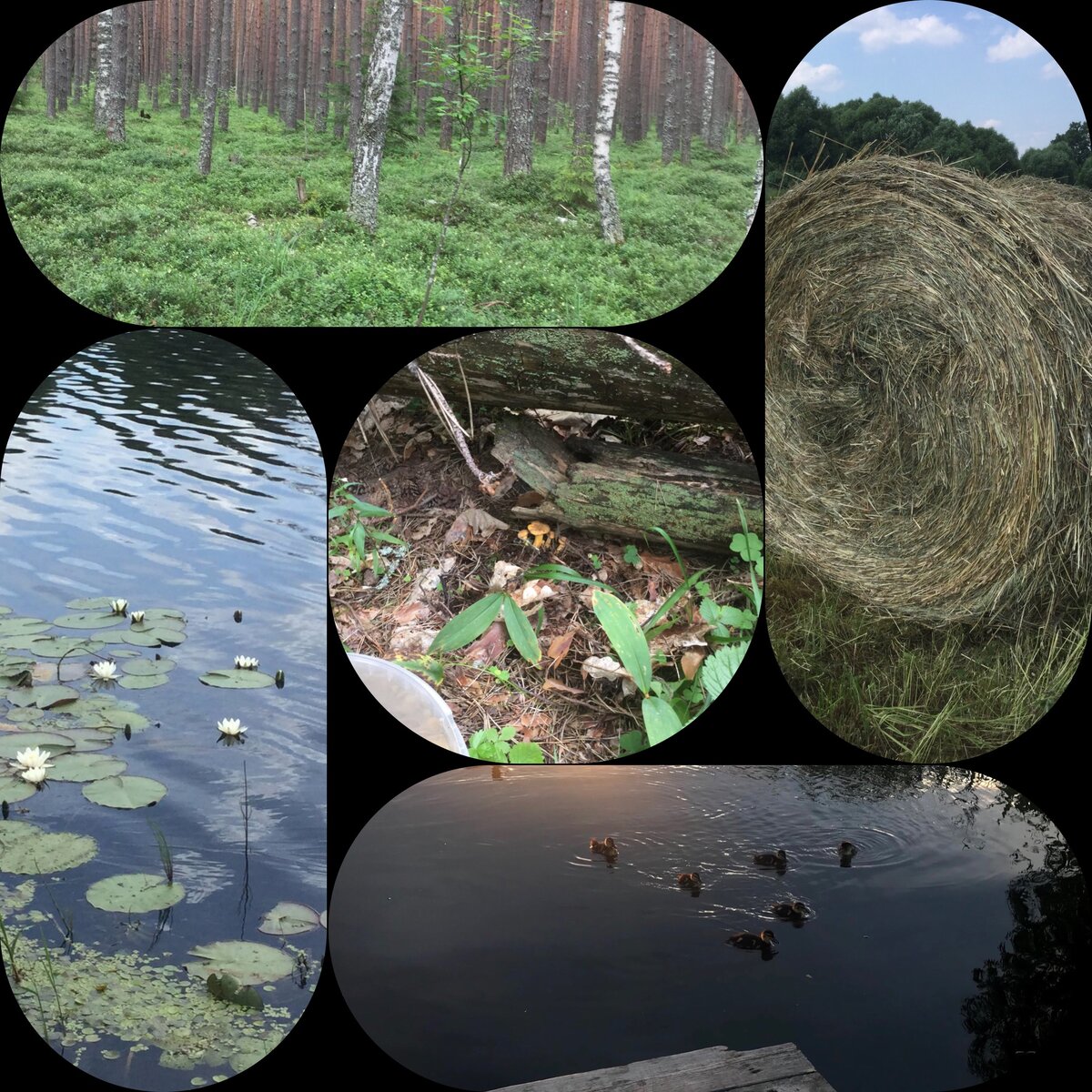 Наши летние снимки.