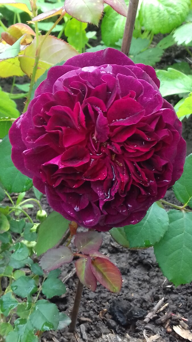 Munstead Wood Манстед Вуд. Фото автора.