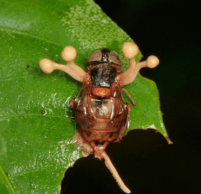 На заключительной стадии формировании грибка, на его концах образуются шарики со спорами, которые лопаются и распространяют споры вокруг