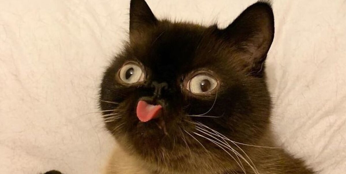 Иллюстрация из Яндекс.Картинки