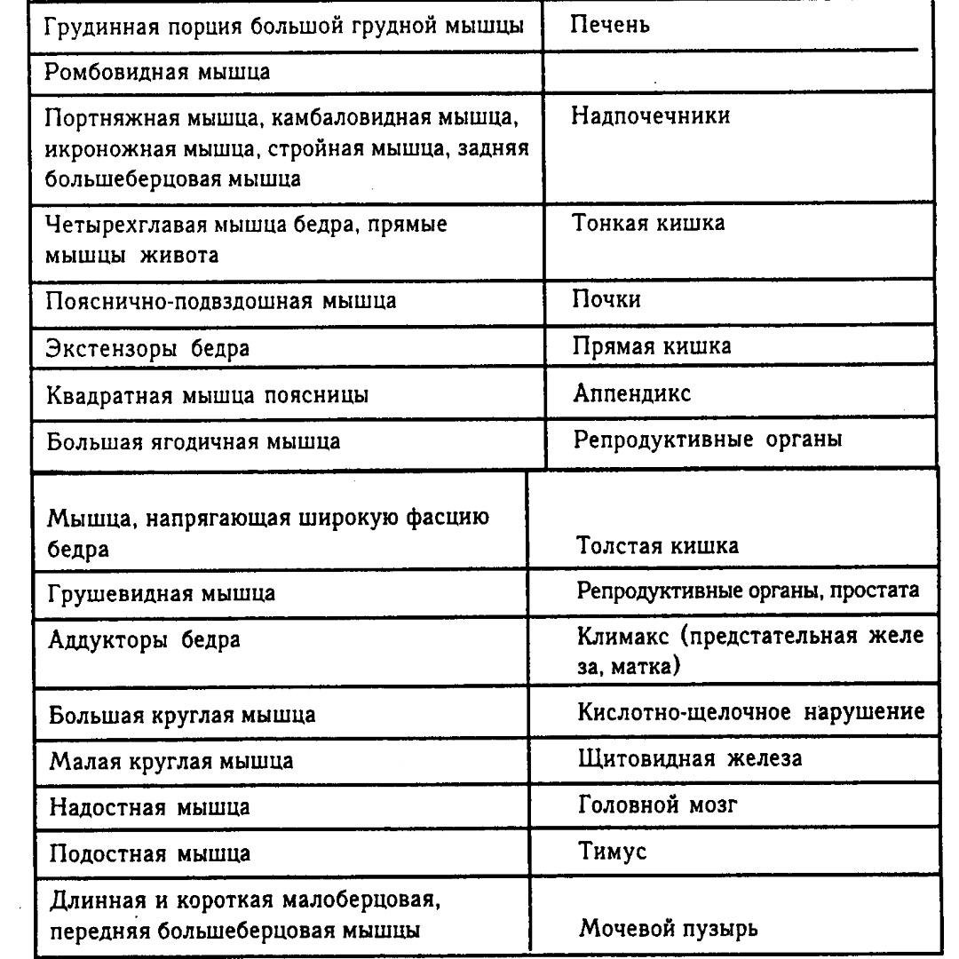 Связь внутренних органов с мышцами человека