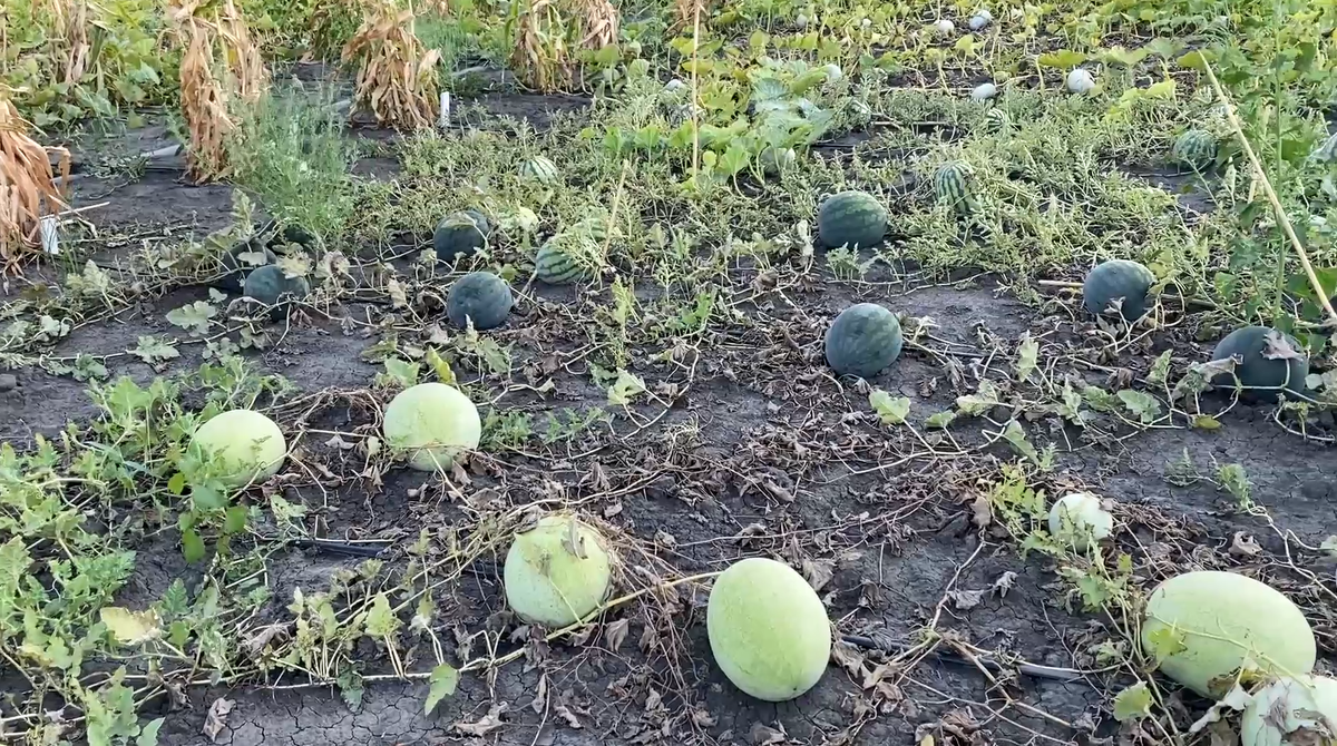 Уникальное поле бахчевых в Камызякском районе Астраханской области