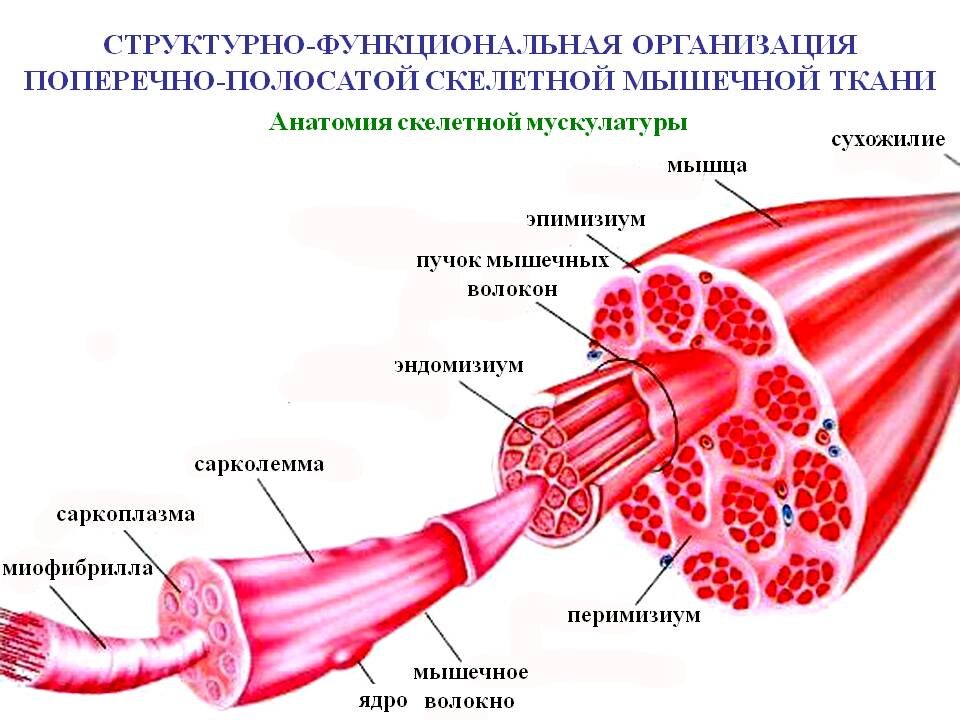 анатомия скелетной мускулатуры