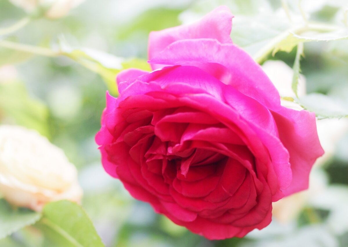 Самая старая роза в мире находится в немецком городе Хильдесхайме. Возраст куста составляет около тысячи лет. 