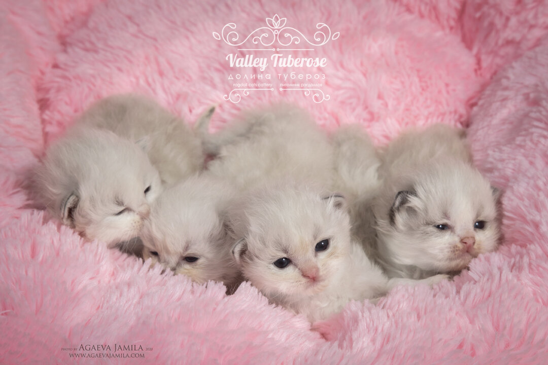 Котята рэгдолл. питомник "Долина тубероз"