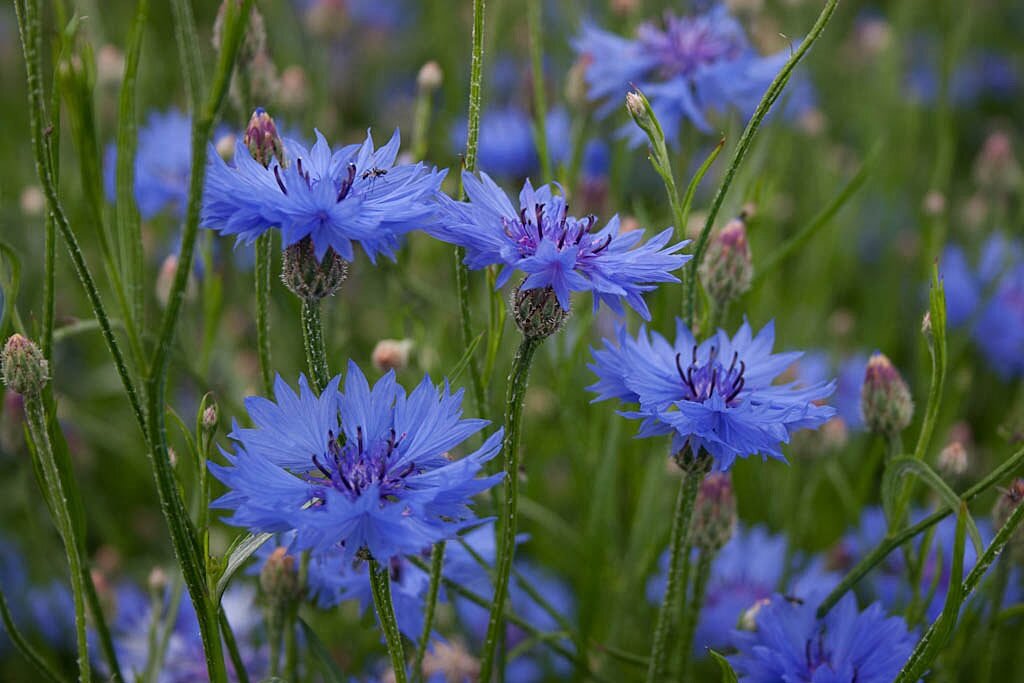 Синь васильки. Василек синий (Centaurea cyanus). Василек синий (полевой) - Centaurea cyanus. Василек Луговой синий. Центаурея Цианус.