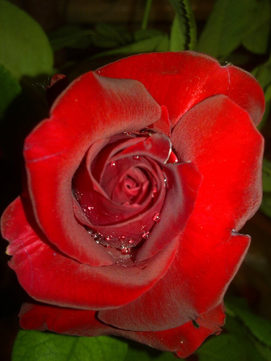 Красная роза