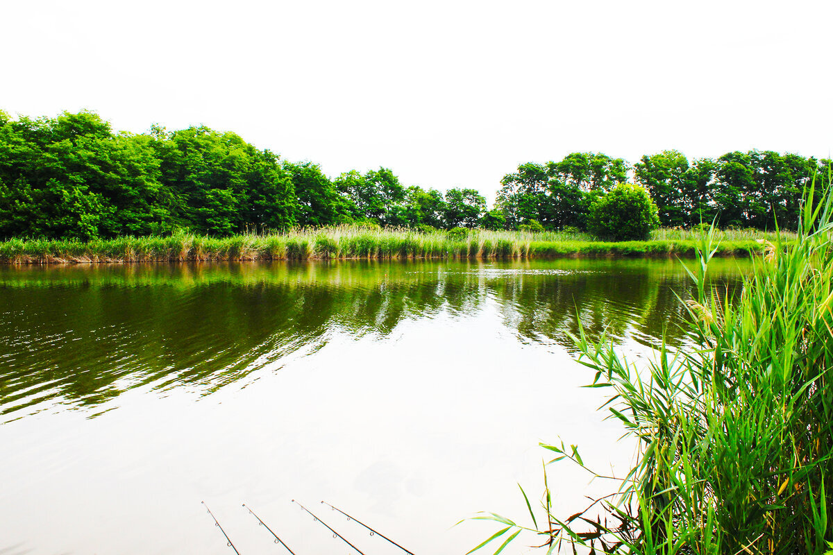 Приветствую вас уважаемые рыбаки и любители отдыха на природе, сегодня поделюсь с вами основными причинами- почему мотаюсь на рыбалку за серьезной рыбой- только на платные водоемы а не дикие бесплатные места?Кому то эти аргументы могут показаться логичными и нелогичными , смешными или знакомыми-само собой друзья переубеждать никого цели нет-просто , почему так делаю наверное уже последние лет 10 и не жалею.Пока далеко не убежал-сразу оговорюсь -нет я не Мажор с элитного района , а обычный работяга с завода и все равно предпочитаю хорошей рыбалке -платные водоемы и вот почему.....Так уж сложилось что в условиях нехватки времени-не так часто удается сгонять на рыбалочку , да с ночевочкой)).Ходим в основном на КАРПА, АМУРА, САЗАНА И ТОЛСТОЛОБА.И вот представьте ребят собрались мы с братишкой на рыбалку-на обычный дикий водоем, на свое любимое местечко а там вуаля-картина пункт приема пластика и пакетов -открыт.Или другое место-вроде бы свободное-держите.У моей любимой ИВУШКИ .Вот такая вот картина. Конкретно в этом месте лет 15-20 назад, мы пацанвой не то что бы бутылок не видели, ходили босиком, ловили раков и все было отлично. Бывало конечно что наступишь на что то-но это было редкостью.Да друзья-это обычный БЕСПЛАТНЫЙ водоем и к сожалению такие картины не редкость.По началу конечно мы пробовали убирать-но представьте картину-уезжаешь с рыбалки и еще с кучей мусора в багажнике и самое главное что это не надолго.Сейчас мы не будем трогать сложные социальные темы-ПОЧЕМУ ТАК?? Просто по факту.Другой момент , приезжаешь а твое местечко занято -упс приехали).С платниками в этом отношении проще и удобней. На некоторых даже можно бронировать место заранее.Приезжаешь а тут такая красотень-все для человека.Уже гораздо меньше следов пребывания хрю-хрю).Соглашусь что и платники бывают разные. Сам видел от очень диких, ничем не отличающихся от бесплатников-до ну оочень ухоженных и дорогих. Сейчас конечно речь о нормальных, ухоженных, средних по цене-где хозяин старается и видно что не зря.Следующий момент который подкупает -этоЛОВИ КОГДА ХОЧЕШЬ И СКОЛЬКО ХОЧЕШЬ.На обычных водоемах есть ограничения по сезонам, количеству рыбы и не менее интересное это подъезд к водоему на машине.Платники постоянно пополняют мальком , по этому ловить можно практически круглый год-правда хозяин водоема может установить лимит на рыбака, но это не везде и уже отдельная тема. Ну а заехать можно -как тебе удобно, ну только не в воду конечно)).Следующий момент это плотность рыбаков.Наверное видели картину когда идет клев-там как на той фотографии-у рыбы шансов нет)). Само собой-кто проверяет какие объемы ты выловил?.Самое неприятное что некоторые рыбачки потом начинают пользоваться снастями по серьезней удочки и у рыбы точно шансов нет. И если какая ни-будь река типа Волги такое не почувствует-то наши маленькие речушки просто выцеживаются и крупную рыбу там найти становится-ой как сложно.На платнике в этом плане удобно-есть четкие места.Хочешь с мостика или берега-пожалуйста.Замучился ждать поклевки-вот вам и мангальчик-все как положено.Никто на голову тебе не лезет и уж точно бомбить не будет что у тебя клюет а у соседа из за этого нет...хотя....всякое бывает). Здесь уже маневры с сетями и другими снастями массового клева -не прокатят-хозяин может просто вам их одеть на голову и вежливо попросит покинуть водоем-по этой причине и рыбы здесь больше и она крупней.Например встретить в обычном водоеме амура или толстолоба-не так часто и то по тому что он как то проскочил с соседнего водоема, по тому как эта рыба в наших реках не размножается-только искусственно.На любом зарыбленном водоеме все это есть и периодически пополняется.Следующий момент в пользу платника-это уже чисто мой блогерский-безопасность.В дикие места в одиночку с оборудованием не сунешься-а здесь как никак базы закрытого типа и спокойней.Следующий и наверное завершающий мой ТОП это удобство и элементы цивилизации.Тут выбор огромный. От Простых условий -мостик + столик , могут и удочки на прокат дать-если все же решил порыбачить) , бывает и с домиком, есть с электричеством и даже с мини маркетом где можно докупить чего не хватило-в общем выбирай что тебе хочется-как решил-так и отдыхай и думаю ребят что это хорошо.Ведь понятие-единение с природой у каждого свое..а в целом это отдых.Конечно друзья буду не прав -если не упомяну и минусы платников -надеюсь хозяева водоемов тоже читают эту статью-так что это уже ребятки небольшой камушек в ваш огород-держите)).Что не нравится и бывает это на разных водоемах.ЛИМИТ НА ПОЙМАНУЮ РЫБУ.НЕЛЬЗЯ ПОЛЬЗОВАТЬСЯ СВОЕЙ ЛОДКОЙ-а ваши по состоянию бывают такие что пока ее пригонишь на свое место-перехочешь отдыхать.НЕЛЬЗЯ ПОЛЬЗОВАТЬСЯ КОРАБЛИКОМ для завоза снастей и прикормки.СПАСИБО ЧТО ИЗБАВЛЯЕТЕСЬ ОТ КАРАСЯ- его реально на некоторых водоемах ну очень мало-но иногда возникает вопрос-ХДЕ КРУПНАЯ РЫБА-ХДЕ?).НУ и основное это конечно цена. Живу под Краснодаром-ценник за рыбалку за сутки от 700 руб-1500 руб. Причем в последнем варианте еще и рыбу могут перевесить.По этому хочется попросить арендаторов. Мужики-расширьте эти границы и пустых мостиков будет меньше, хороших отзывов больше-а мы рыбаки и любители культурно посидеть-поможем)).В целом уважаемые читатели-найти подходящий платник не проблема, пока-да, отдыхаем так. По тому как хочется, посидеть, отдохнуть -запомнив приятные моменты а не то как ругался с соседом или убирал мусор после очередных хрю-хрю и прочее. Увы друзья-пока такого плана рыбалка может быть только на платном и зарыбленном водоеме-где есть хозяин который следит за этим.Пишите что думаете по этому поводу, сколько стоит рыбалка в вашем регионе-городе? 