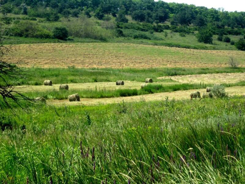 Собственное фото автора. Фрагмент "Пора сенокосная" на Волковой горе