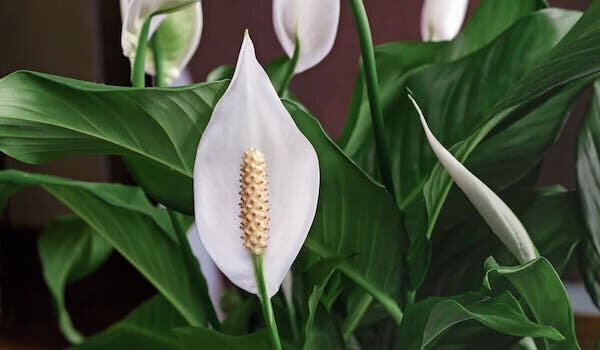 Фото: img.elephantjournal.com/wp-content/uploads/2019/03/iStock-805418714.jpg