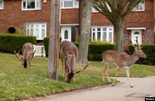 Олень ест растения во дворе дома.