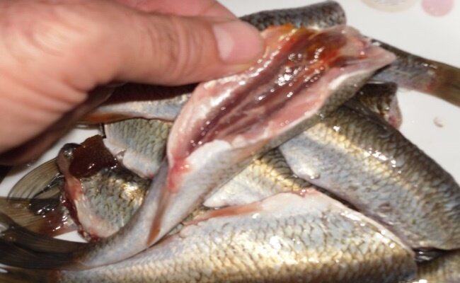 Скажем прямо. Шпроты из речной рыбы — это условное название рецепта. С настоящими, если кто помнит, шпротами вкус не сравнится. Да и само приготовление вряд ли окажется правильным.-3