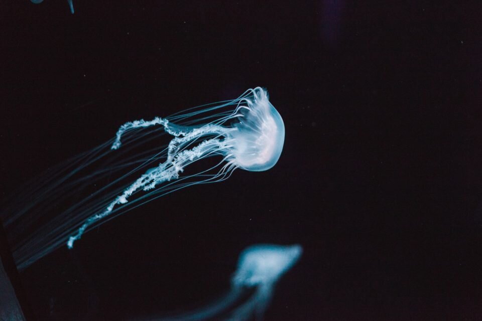 фото: unsplash.com