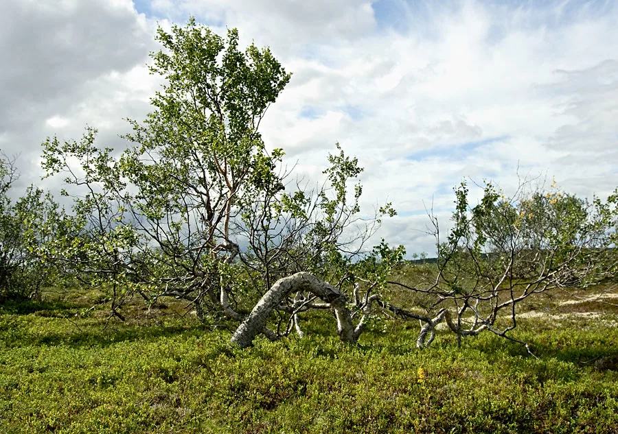 Карликовое дерево тундры. Карликовые тундровые березы. Карликовая береза в лесотундре. Карликовая берёзка в тундре. Карликовая берёза в тундре и лесотундре