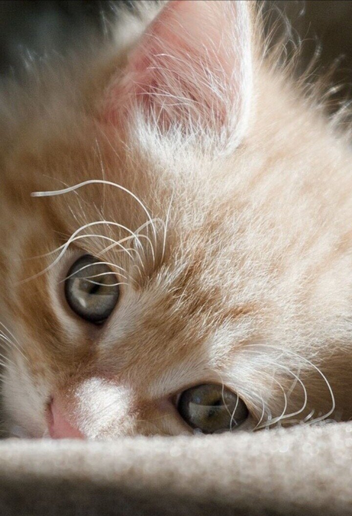 В один из дней , в час пик автобус как всегда "битком" и один мальчик на весь автобус просит что-то у мамы купить ему. Та категорически отказывается. И так продолжалось на протяжении нескольких остановок. Потом мальчик как закричит. - я всем расскажу что ты папе писю  целовала.  Женщина  покраснела взяла его за руку и вышла на остановке.